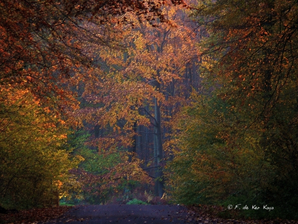 Chant d'automne 2012 (24)